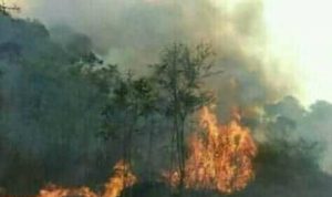 Kebakaran Hutan Di Lereng Gunung Ciremai Di Tngc Desa Setianegara Kuningan Sidik Kasus